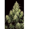 ATOMICAL HAZE (PARADISE SEEDS) FEMINIZADA