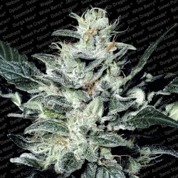 SENSI STAR (PARADISE SEEDS)...