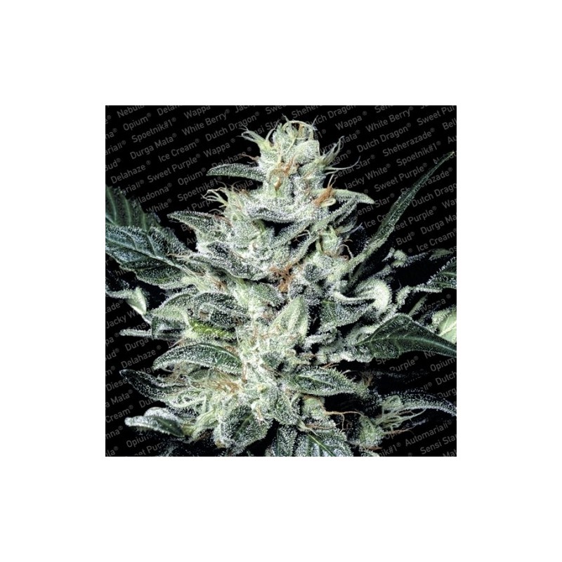 SENSI STAR (PARADISE SEEDS) FEMINIZADA