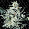 SENSI STAR (PARADISE SEEDS) FEMINIZADA