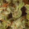 SATIVA CHAMPIONS PACK (PARADISE SEEDS)