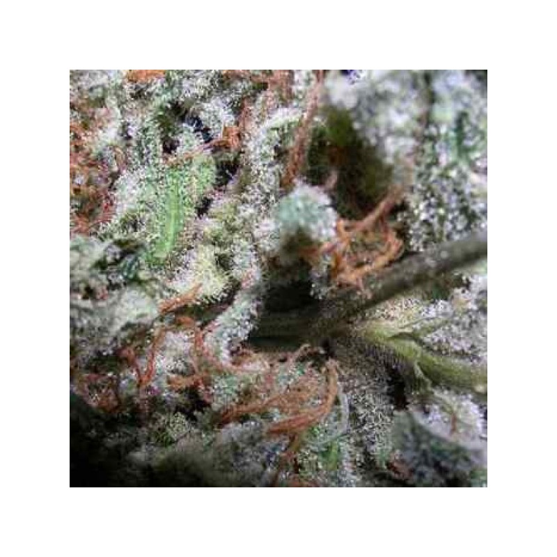 INDICA CHAMPIONS PACK (PARADISE SEEDS)