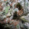 INDICA CHAMPIONS PACK (PARADISE SEEDS)