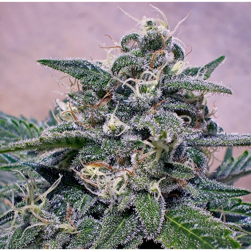 SUPERCHEESE FEMINIZADA (POSITRONICS SEEDS)