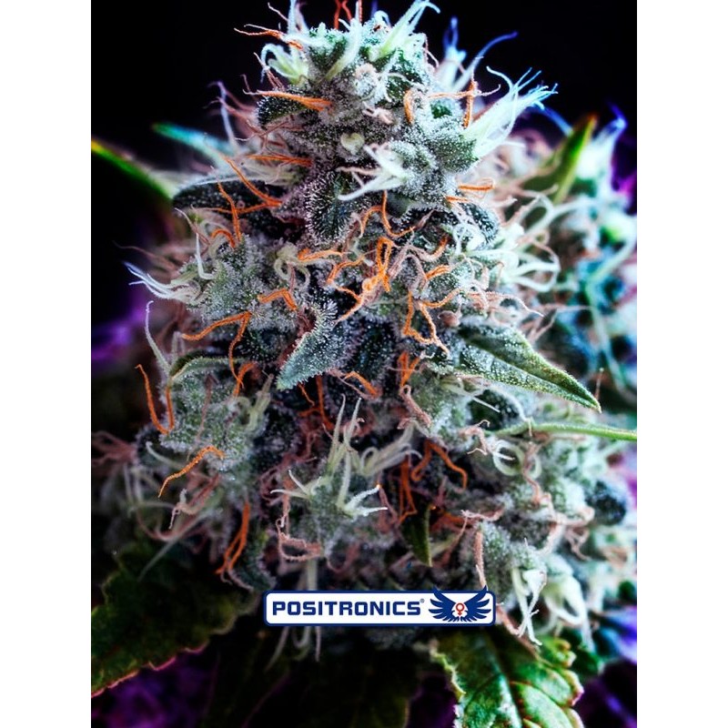 CBD+ BLACK WIDOW (POSITRONICS SEEDS)