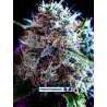 CBD+ BLACK WIDOW (POSITRONICS SEEDS)
