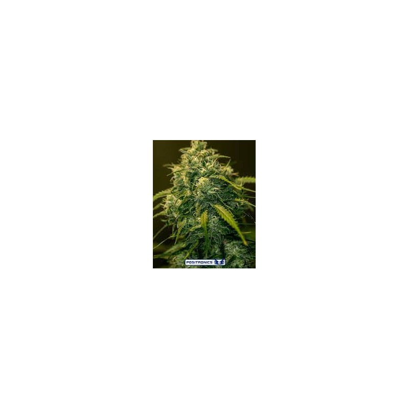 CBD+ JACK DIESEL (POSITRONICS SEEDS)