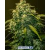 CBD+ JACK DIESEL (POSITRONICS SEEDS)