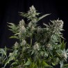 WHITE WIDOW FEMINIZADA (PYRAMID SEEDS)