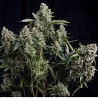 TUTANKHAMON (PYRAMID SEEDS) FEMINIZADA