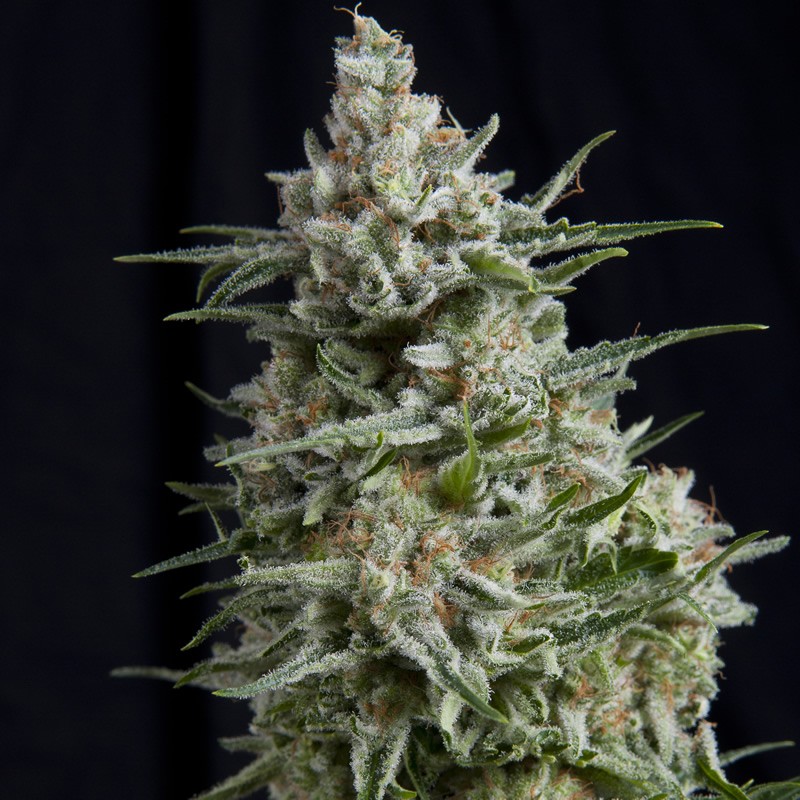 ANESTHESIA (PYRAMID SEEDS) FEMINIZADA