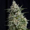 ANESTHESIA (PYRAMID SEEDS) FEMINIZADA