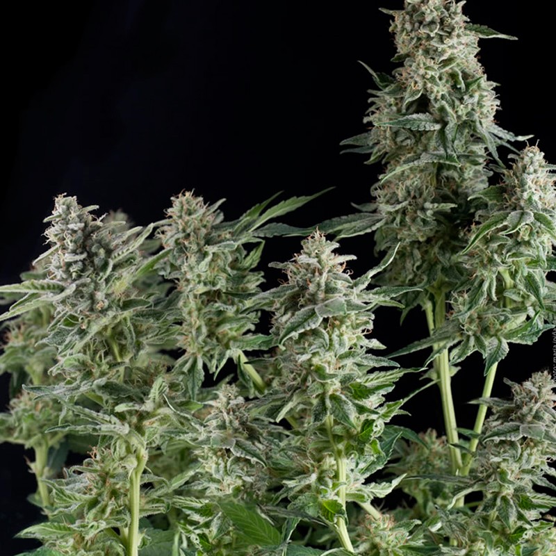 NORTHERN LIGHTS FEMINIZADA (PYRAMID SEEDS)