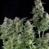 NORTHERN LIGHTS FEMINIZADA (PYRAMID SEEDS)