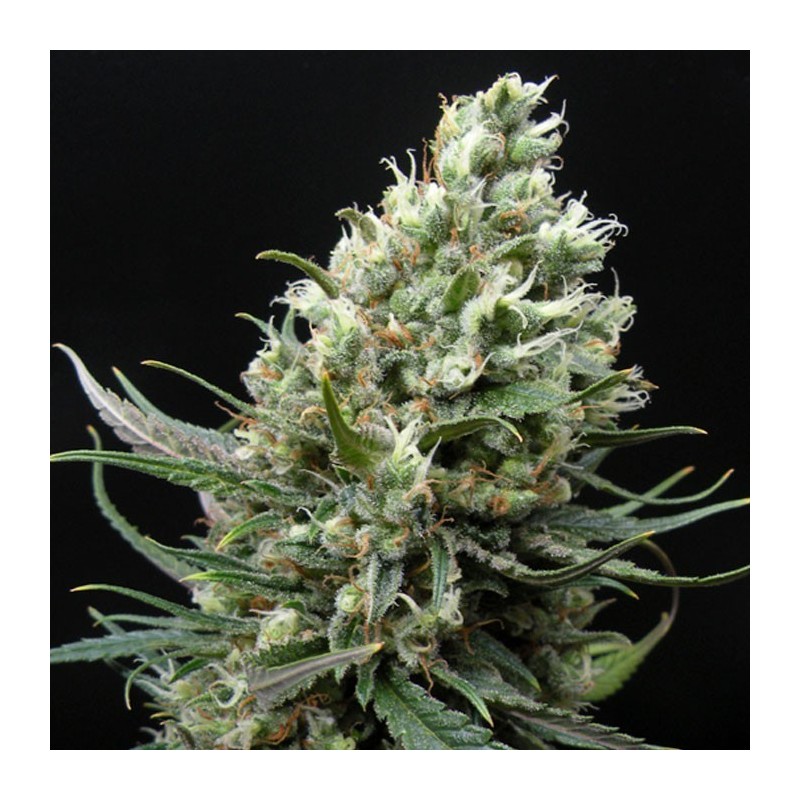 RIPPER HAZE FEMINIZADA (RIPPER SEEDS)