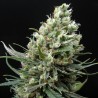 RIPPER HAZE FEMINIZADA (RIPPER SEEDS)