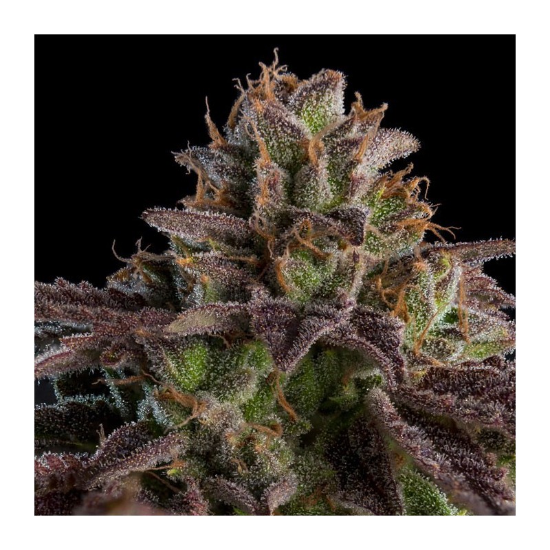 KMINTZ FEMINIZADA (RIPPER SEEDS)