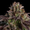 KMINTZ FEMINIZADA (RIPPER SEEDS)