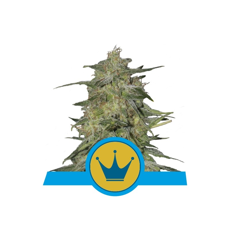 ROYAL HIGHNESS CBD FEMINIZADA (ROYAL QUEEN SEEDS)