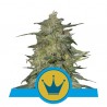 ROYAL HIGHNESS CBD FEMINIZADA (ROYAL QUEEN SEEDS)