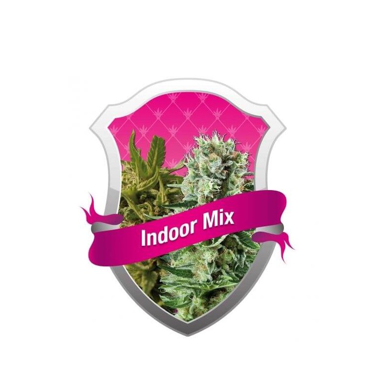 INDOOR MIX (ROYAL QUEEN)