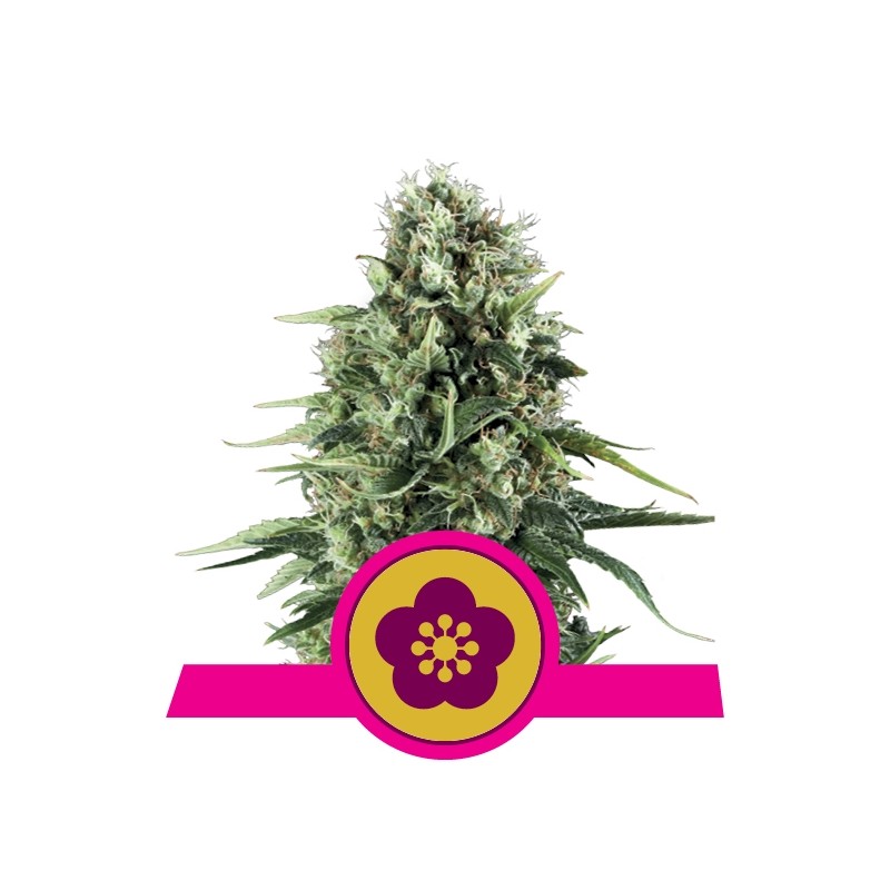 POWER FLOWER (ROYAL QUEEN SEEDS)