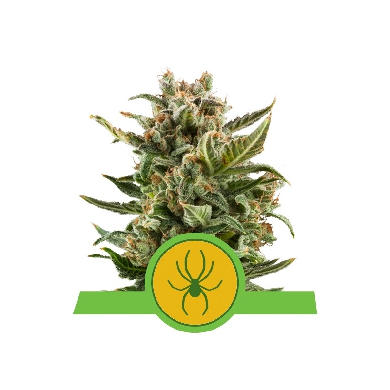 WHITE WIDOW (ROYAL QUEEN SEEDS) FEMINIZADA