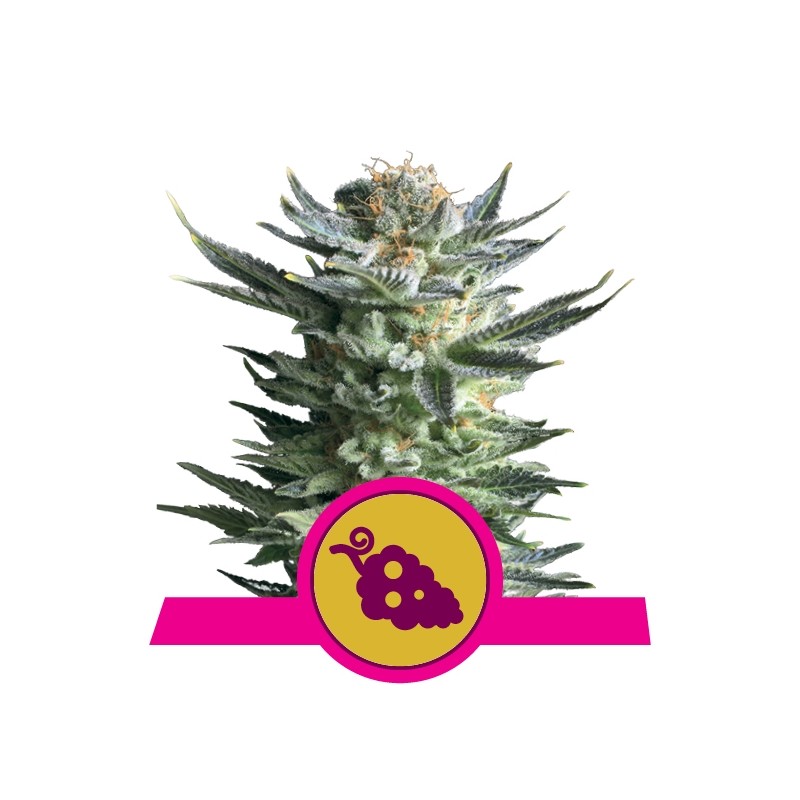 FRUIT SPIRIT (ROYAL QUEEN SEEDS) FEMINIZADA