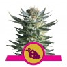 FRUIT SPIRIT (ROYAL QUEEN SEEDS) FEMINIZADA