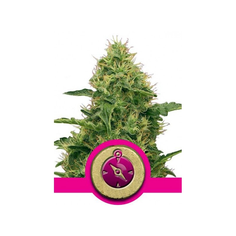 NORTHERN LIGHT FEMINIZADA (ROYAL QUEEN)