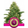 NORTHERN LIGHT FEMINIZADA (ROYAL QUEEN)