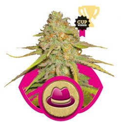 O.G. KUSH FEMINIZADA (ROYAL...