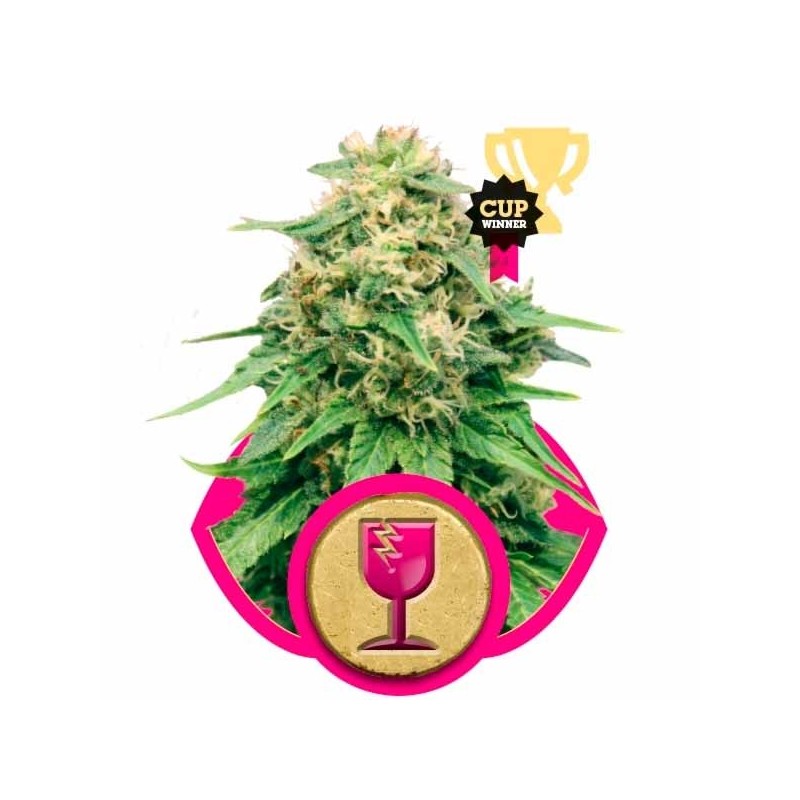 CRITICAL (ROYAL QUEEN SEEDS) FEMINIZADA