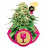 CRITICAL (ROYAL QUEEN SEEDS) FEMINIZADA