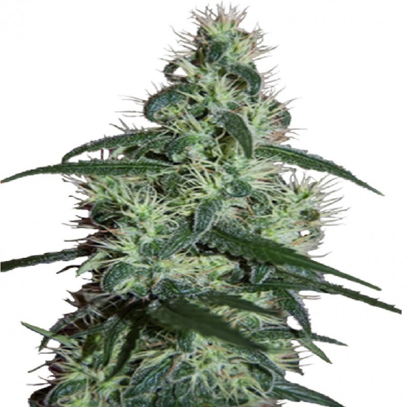 BLIZZARD FEMINIZADA (SEEDMAKERS)
