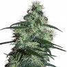 BLIZZARD FEMINIZADA (SEEDMAKERS)
