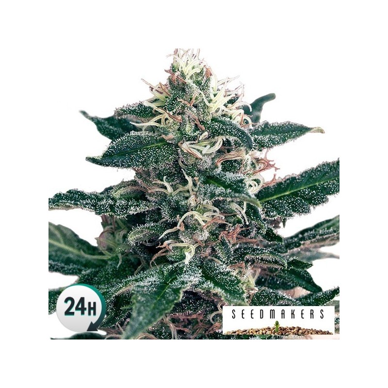 CHEEX (SEEDMAKERS)