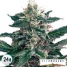 CHEEX (SEEDMAKERS)