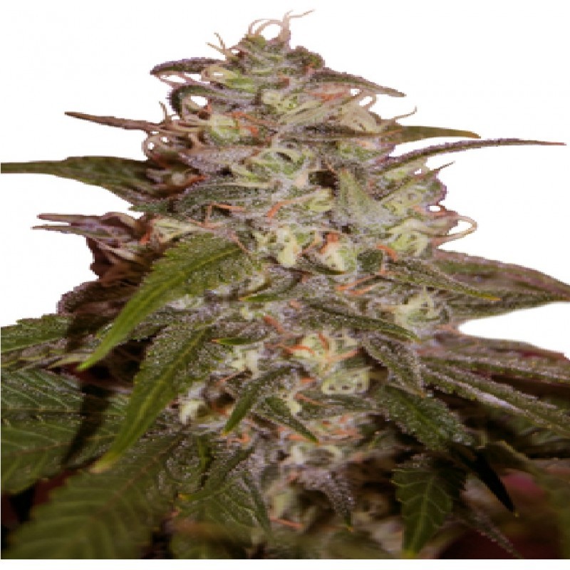 ORANGE LIGHT FEMINIZADA (SEEDMAKERS)