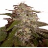 ORANGE LIGHT FEMINIZADA (SEEDMAKERS)