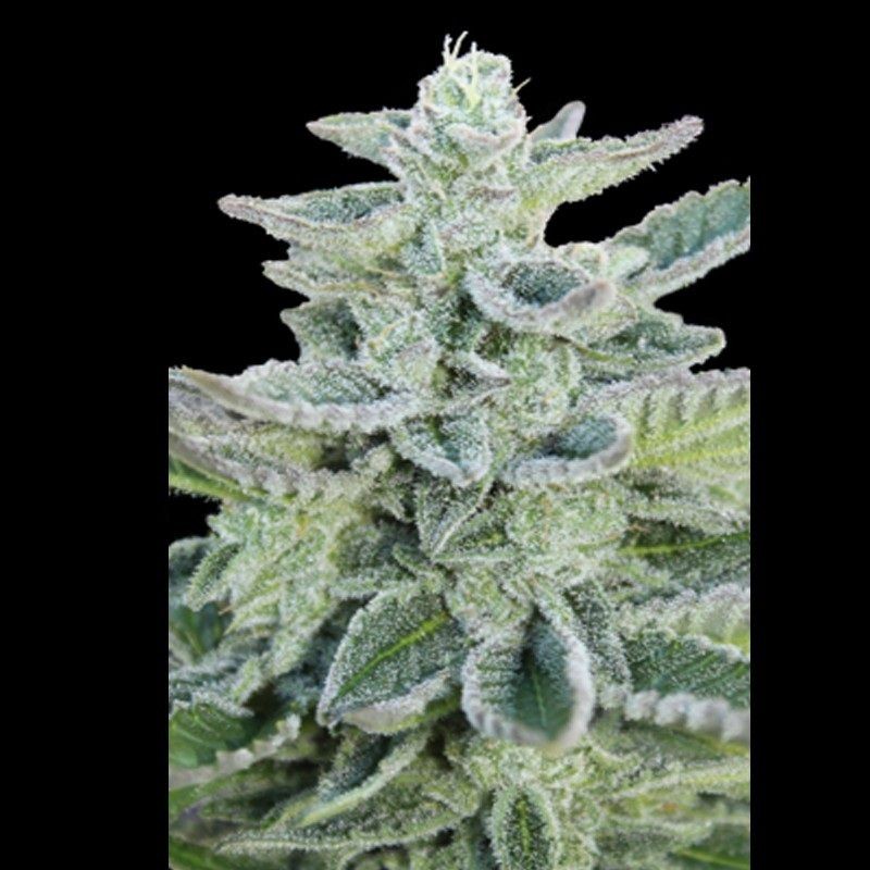 SUPER KUSH﻿ FEMINIZADA (SEEDMAKERS)