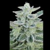 SUPER KUSH﻿ FEMINIZADA (SEEDMAKERS)