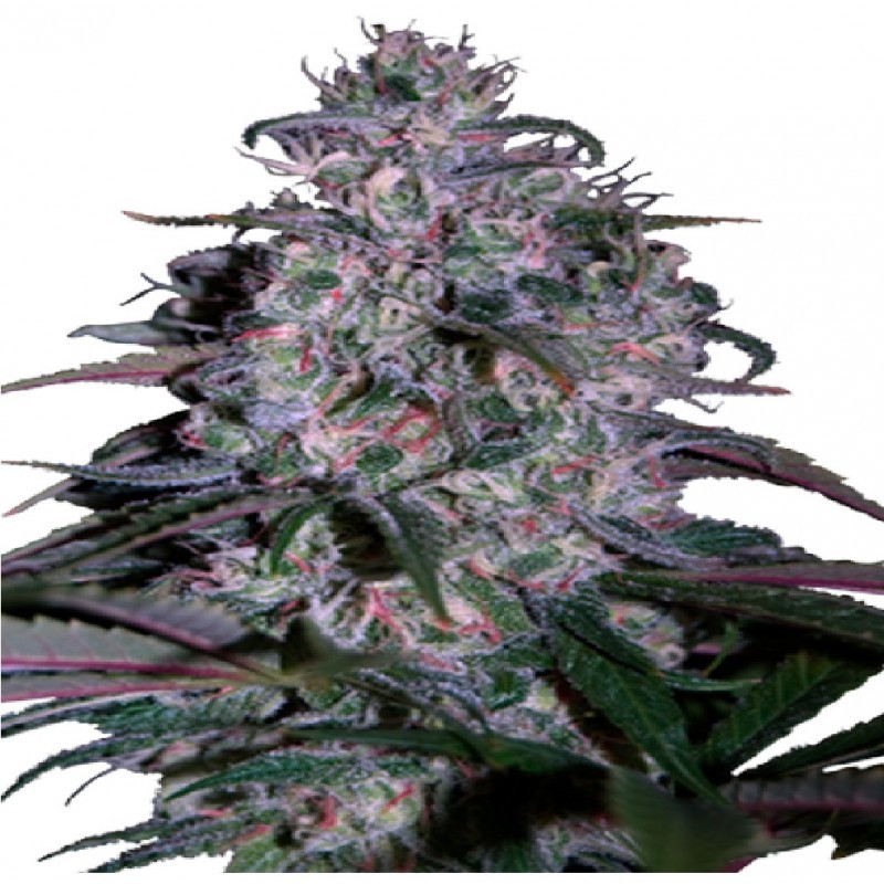 Alakazam Feminizada (SeedMakers)