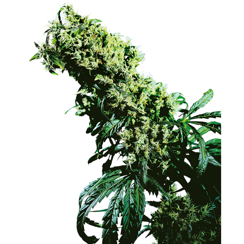 NORTHERN LIGHT 5 X HAZE FEMINIZADA (SENSI SEEDS)