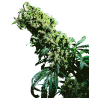 NORTHERN LIGHT 5 X HAZE FEMINIZADA (SENSI SEEDS)