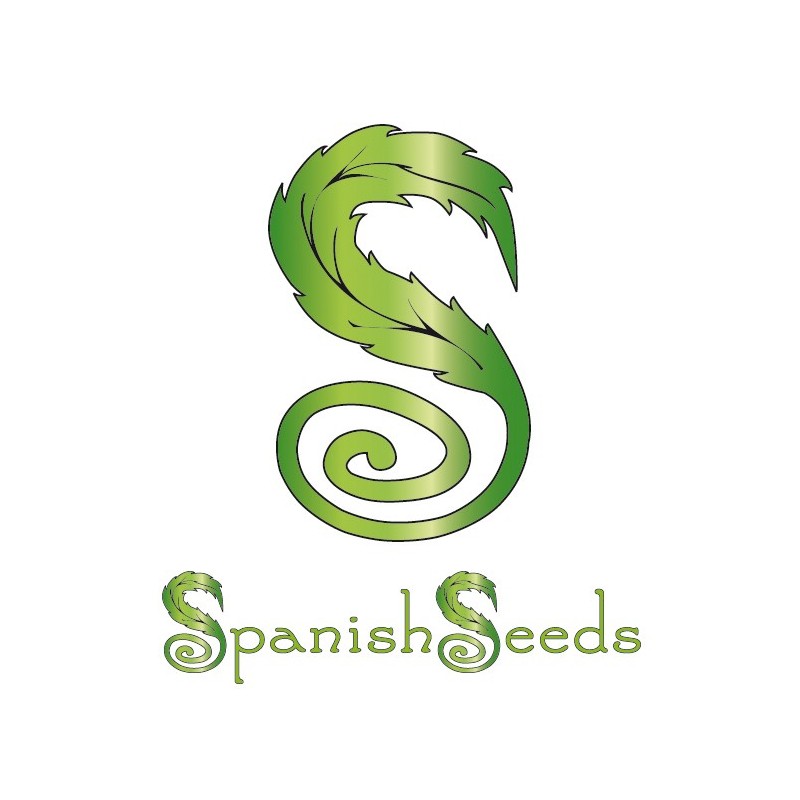 HINDU KUSH X HINDU KUSH (SPANISH SEEDS)