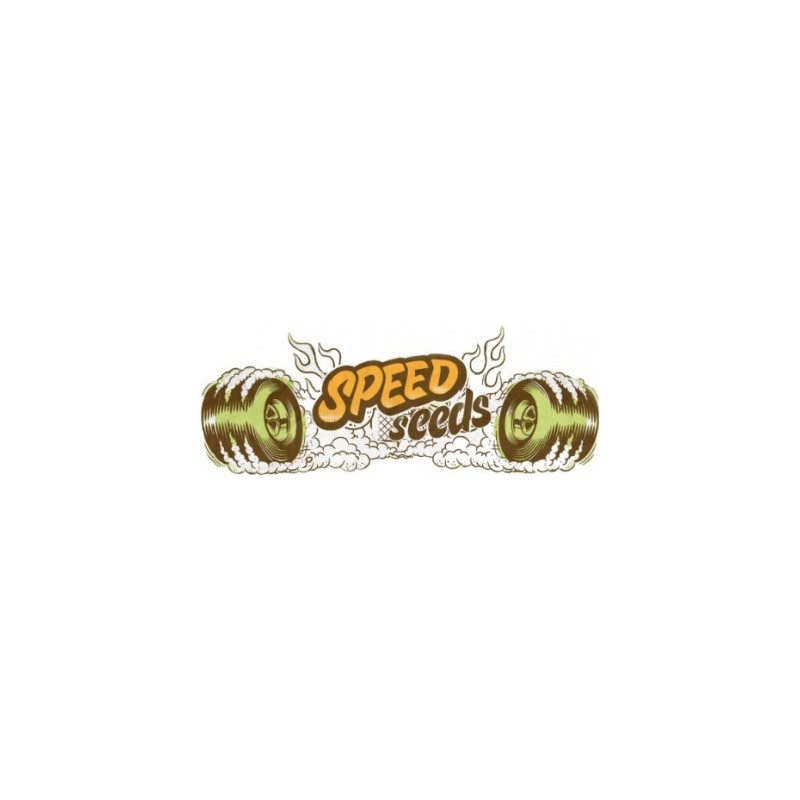BLACK DOMINA X BUBBLE GUM 30/60 UNDS (SPEED SEEDS)