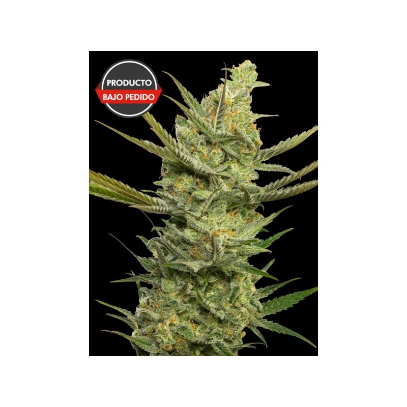 WHITE LEMON FEMINIZADA -STRAIN HUNTERS-
