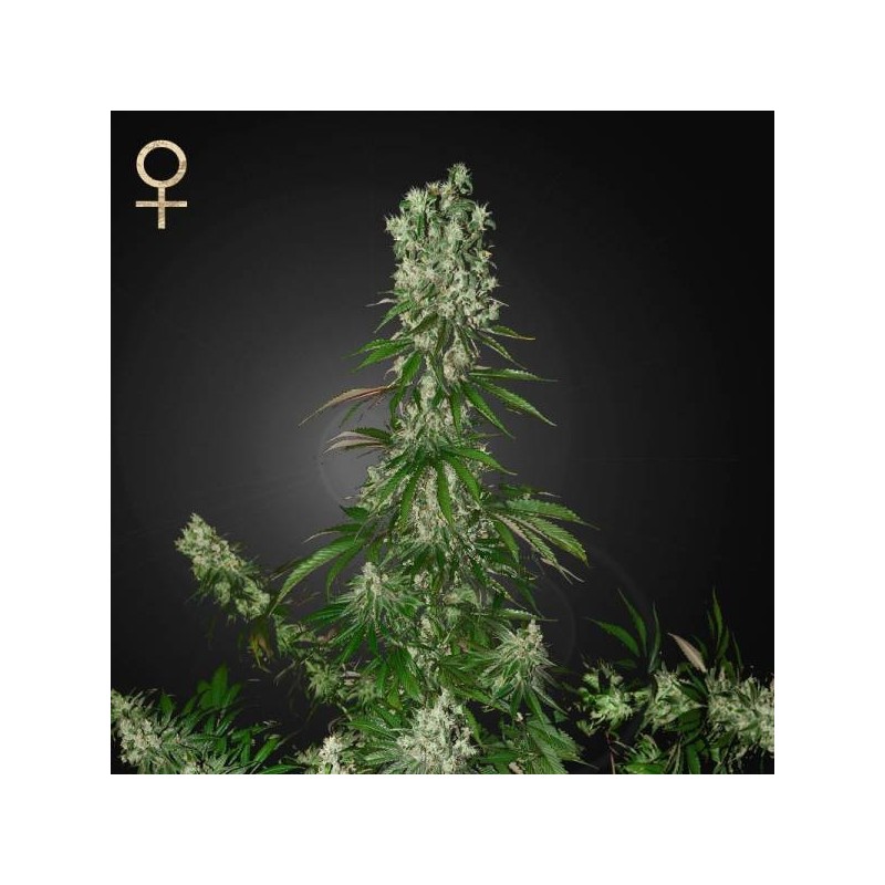 WHITE STRAWBERRY SKUNK FEMINIZADA (STRAIN HUNTERS SEEDS)