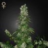 WHITE STRAWBERRY SKUNK FEMINIZADA (STRAIN HUNTERS SEEDS)